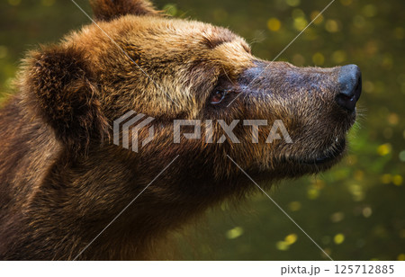 Brown Bear face close up, fur wet and matted, with a sad expression, gazing upward at Dehiwala Zoo, Sri Lanka 125712885