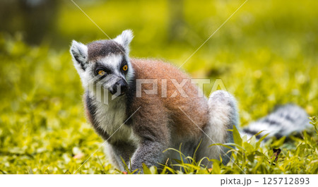 Ring-tailed Lemur foraging on the ground close-up portrait. striking yellow eyes, dark facial features, and soft fur, standing against a blurred, lush green background 125712893