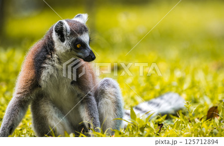 Ring-tailed Lemur sitting on the ground close-up portrait. striking yellow eyes, dark facial features, and soft fur, standing against a blurred, lush green background Ring-tailed Lemur sitting on the ground close-up portrait. striking yellow eyes, dark facial features, and soft fur, standing against a blurred, lush green background 125712894