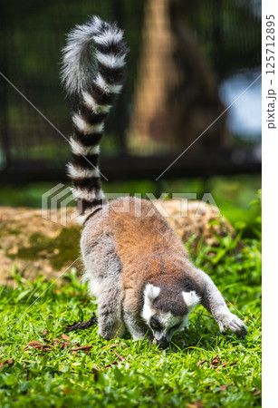 Ring-tailed lemur as it forages on the ground in a lush green grass environment at Dehiwala Zoo, Sri Lanka. 125712895