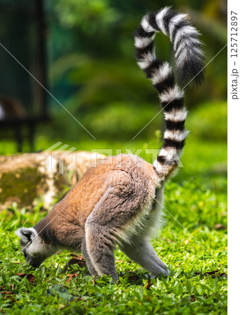 Ring-tailed lemur as it forages on the ground in a lush green grass environment at Dehiwala Zoo, Sri Lanka. Ring-tailed lemur as it forages on the ground in a lush green grass environment at Dehiwala Zoo, Sri Lanka. 125712897