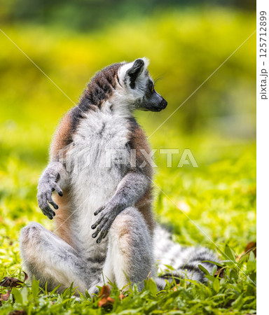 Ring-tailed lemur sitting on lush green grass portrait photograph. black and white ringed tail, striking golden eyes, and soft fur mammal at Dehiwala Zoo, Sri Lanka 125712899