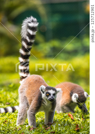 Two Ring-tailed lemurs forage on the ground in a lush green grassy environment at Dehiwala Zoo, Sri Lanka. Two Ring-tailed lemurs forage on the ground in a lush green grassy environment at Dehiwala Zoo, Sri Lanka. 125712901