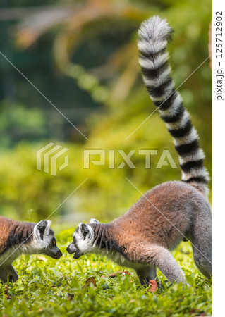 Two ring-tailed lemurs face off in an intense, playful stance on lush green grass, tails upright with distinctive black and white stripes, against soft blurred natural background 125712902