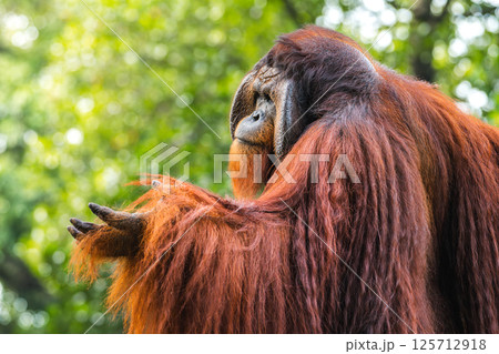 Majestic Orangutan with striking large face flangs and long reddish fur raised its hand like asking for food in Dehiwala Zoo, Sri Lanka. Lush green foliage background. Majestic Orangutan with striking large face flangs and long reddish fur raised its hand like asking for food in Dehiwala Zoo, Sri Lanka. Lush green foliage background. 125712918