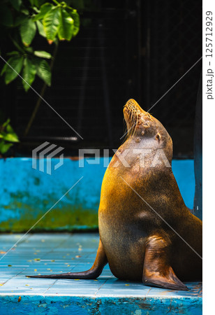 Majestic Sea Lion basking in sunlight at the Dehiwala Zoo, Sri Lanka Majestic Sea Lion basking in sunlight at the Dehiwala Zoo, Sri Lanka 125712929