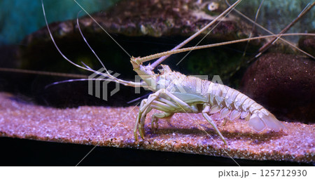 Giant White albino lobster in an aquarium tank Giant White albino lobster in an aquarium tank 125712930
