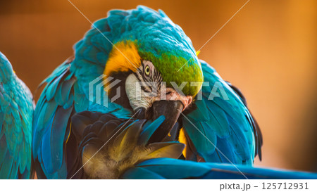 Blue-and-yellow macaw (Ara ararauna) bird preening feather 125712931