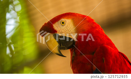Beautiful Scarlet Macaw parrot portrait. (Ara macao) bright red, yellow, and blue plumage 125712935