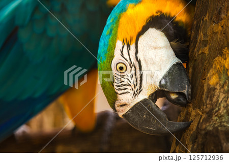 Blue-and-yellow macaw (Ara ararauna) bird scratching tree trunk at zoo 125712936
