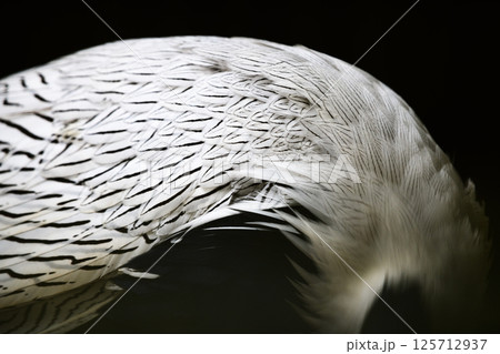Silver Pheasant male bird's feather pattern close-up. 125712937
