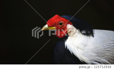 Silver Pheasant bird male (Lophura nycthemera) close-up portrait against the dark background. Silver Pheasant bird male (Lophura nycthemera) close-up portrait against the dark background. 125712938