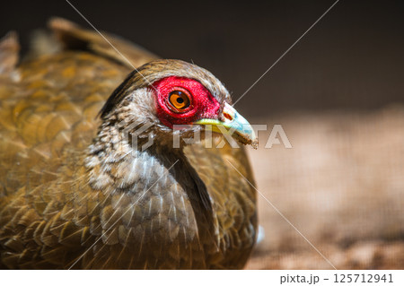 Silver Pheasant bird female (Lophura nycthemera) close-up face photograph Silver Pheasant bird female (Lophura nycthemera) close-up face photograph 125712941