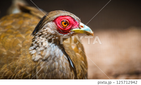 Silver Pheasant bird female (Lophura nycthemera) close-up face photograph 125712942