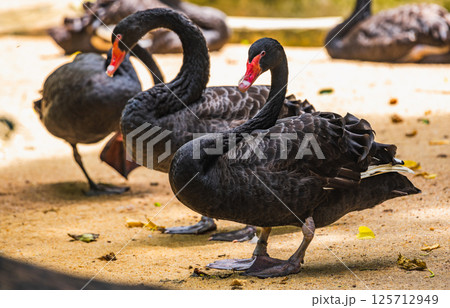 Three black swans with red beaks standing gracefully on sandy ground. (Cygnus atratus) 125712949