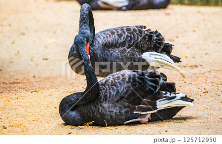 Pair of black swans with red beaks preening feathers and resting on sandy ground. (Cygnus atratus) 125712950