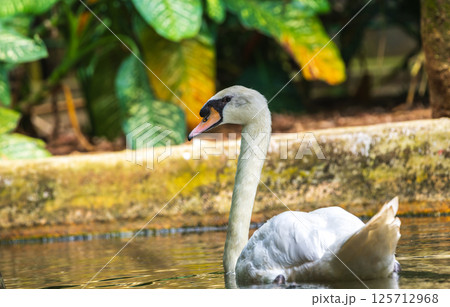 White swan swimming on the water pond at Dehiwala Zoo, Sri Lanka 125712968