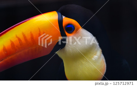 Toco Toucan bird's vibrant colorful beak close up at Dehiwala Zoo, orange and yellow bill with a unique pattern of red markings and glossy blue eyes. 125712971