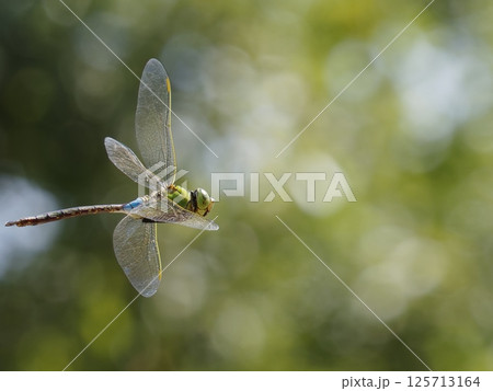 木漏れ日のなかを飛ぶギンヤンマ 125713164