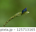 植物に止まるオオセイボウ 125713165