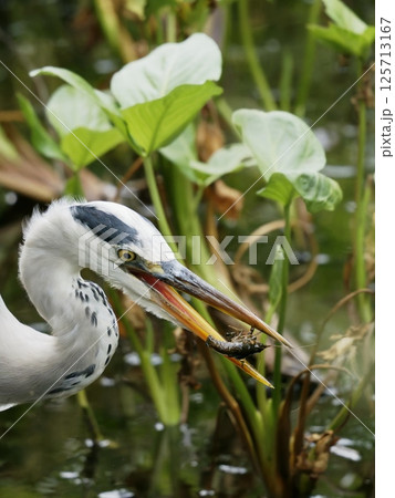 ザリガニを捕らえたアオサギ 125713167