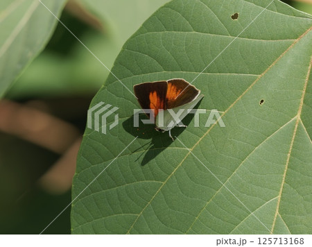 葉に止まるウラギンシジミ 125713168