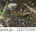 吸水するニホンミツバチ 125713169