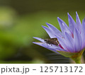 スイレンの花にとまるチャバネセセリ 125713172