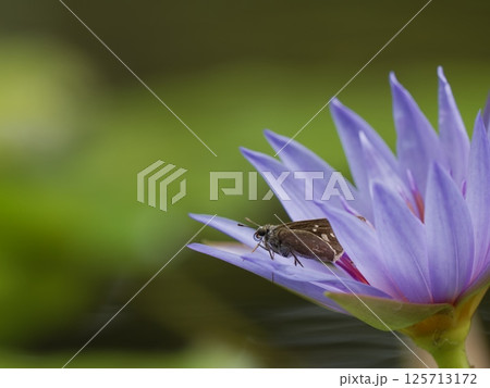 スイレンの花にとまるチャバネセセリ 125713172
