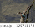 都会の川でヌマチチブを捕らえたカワセミ 125713173