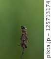糸を手繰って登るミノムシ 125713174