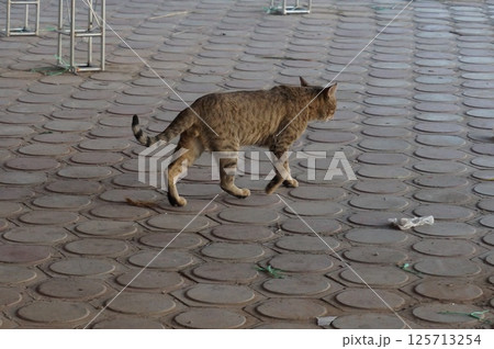 歩く猫の後ろ姿 125713254
