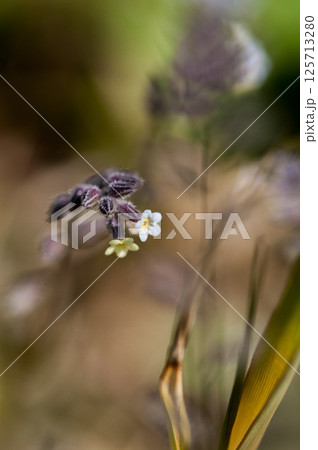 花の色が変化する勿忘草(ミオソティス・ディスカラー:myosotis discolor) 125713280