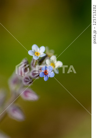 花の色が変化する勿忘草(ミオソティス・ディスカラー:myosotis discolor) 花の色が変化する勿忘草(ミオソティス・ディスカラー:myosotis discolor) 125713282