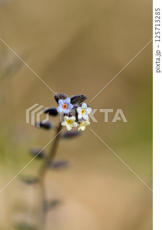 花の色が変化する勿忘草(ミオソティス・ディスカラー:myosotis discolor) 花の色が変化する勿忘草(ミオソティス・ディスカラー:myosotis discolor) 125713285
