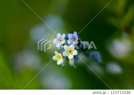 花の色が変化する勿忘草(ミオソティス・ディスカラー:myosotis discolor) 花の色が変化する勿忘草(ミオソティス・ディスカラー:myosotis discolor) 125713286