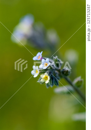 花の色が変化する勿忘草(ミオソティス・ディスカラー:myosotis discolor) 花の色が変化する勿忘草(ミオソティス・ディスカラー:myosotis discolor) 125713287