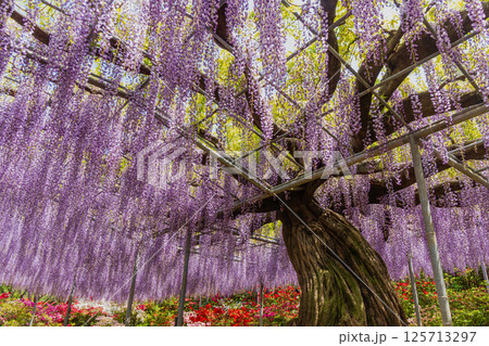 あしかがフラワーパーク　大藤 125713297