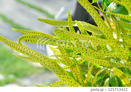 Monarch fern or Microsorum scolopendria or Maile scented fern or Musk fern or Wart fern, Pteris vittata or Pteris vittata L or fern or green leaf or polypodioides pseudolachnopus 125713422