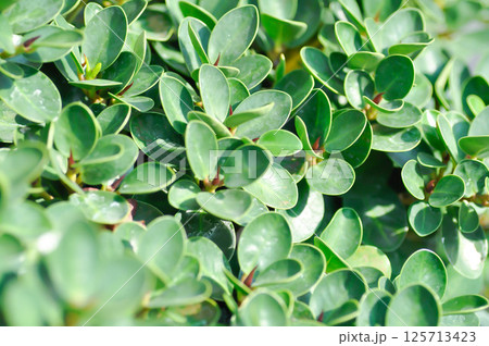 Ficus microcarpa, Ficus microcarpa L F or Laurel fig or laurel rubber or moraceae 125713423