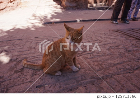 横を向く座る猫 横を向く座る猫 125713566