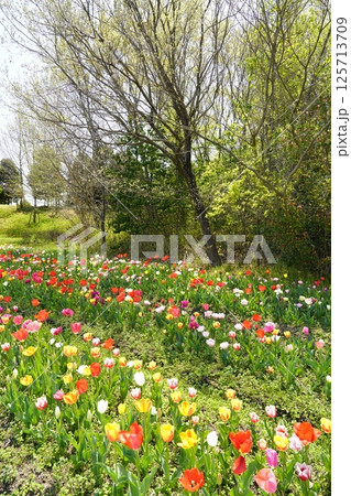 チューリップの花咲き乱れる公園 125713709