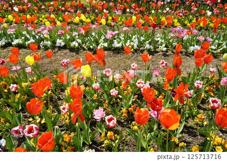 チューリップの花咲き乱れる公園 125713716
