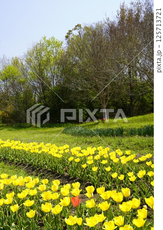 チューリップの花咲き乱れる公園 チューリップの花咲き乱れる公園 125713721