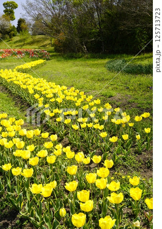 チューリップの花咲き乱れる公園 チューリップの花咲き乱れる公園 125713723
