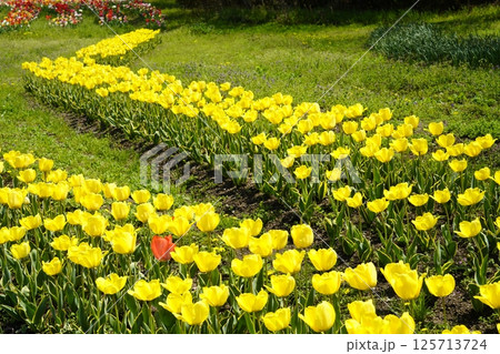 チューリップの花咲き乱れる公園 チューリップの花咲き乱れる公園 125713724