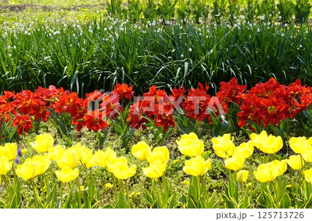 チューリップの花咲き乱れる公園 チューリップの花咲き乱れる公園 125713726