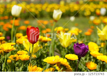 チューリップの花咲き乱れる公園 125713743