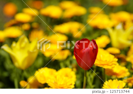チューリップの花咲き乱れる公園 125713744