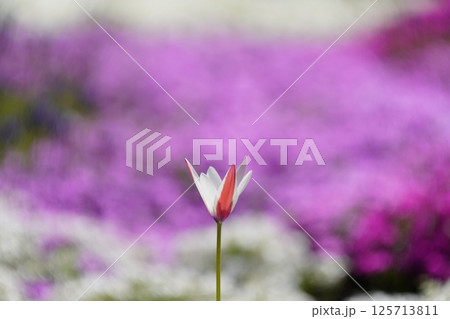 チューリップの花咲く公園 チューリップの花咲く公園 125713811